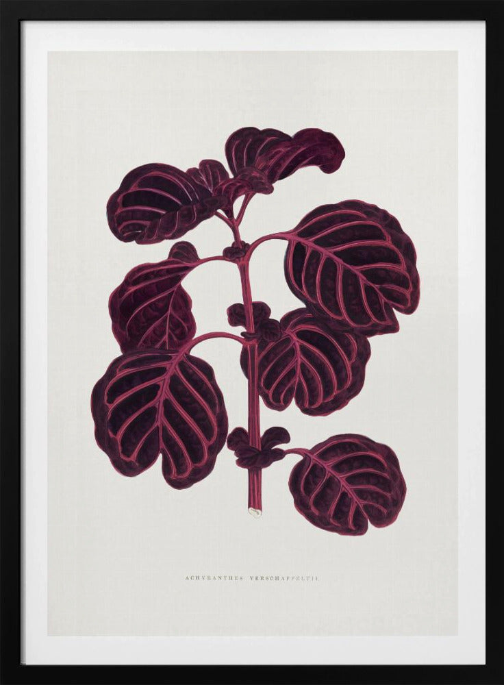 Roze Achyranthes Verschaffeltii bladillustratio | Poster