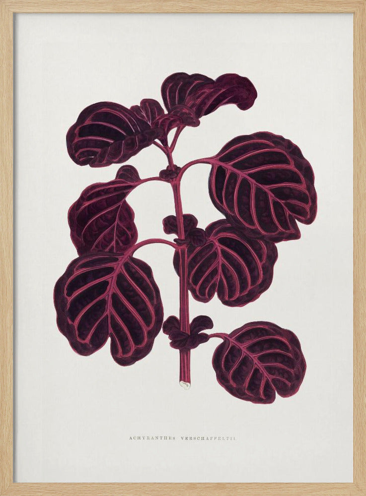 Roze Achyranthes Verschaffeltii bladillustratio | Poster