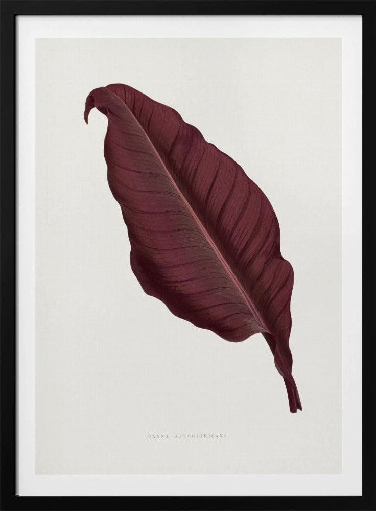 Pink Canna Atronigricans Leaf Illustration | Poster
