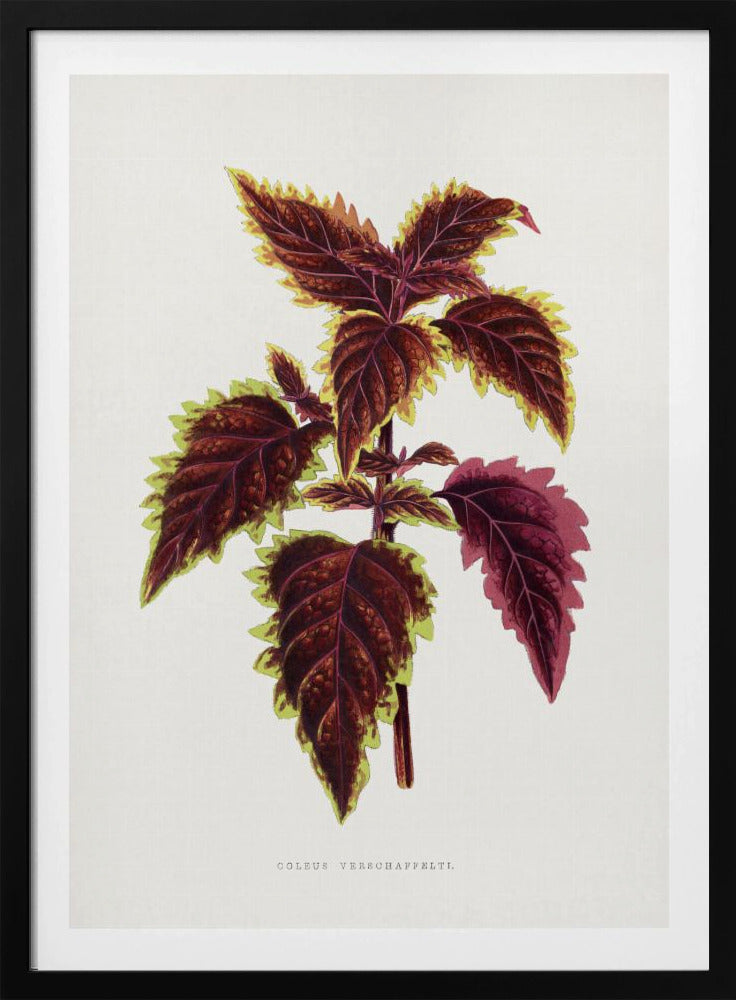 Pink Coleus Leaf Illustration | Poster