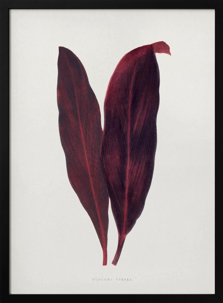 Pink Dracaena Ferrea Leaf Illustration | Poster