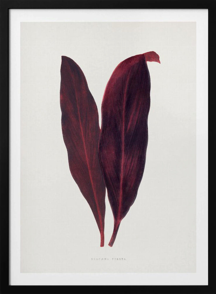 Pink Dracaena Ferrea Leaf Illustration | Poster