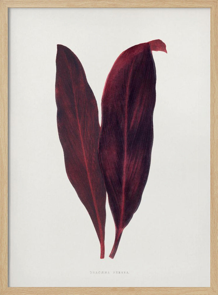 Pink Dracaena Ferrea Leaf Illustration | Poster