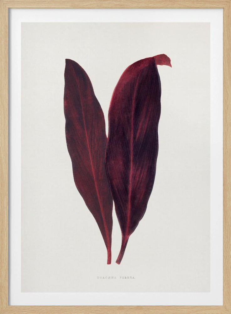 Pink Dracaena Ferrea Leaf Illustration | Poster