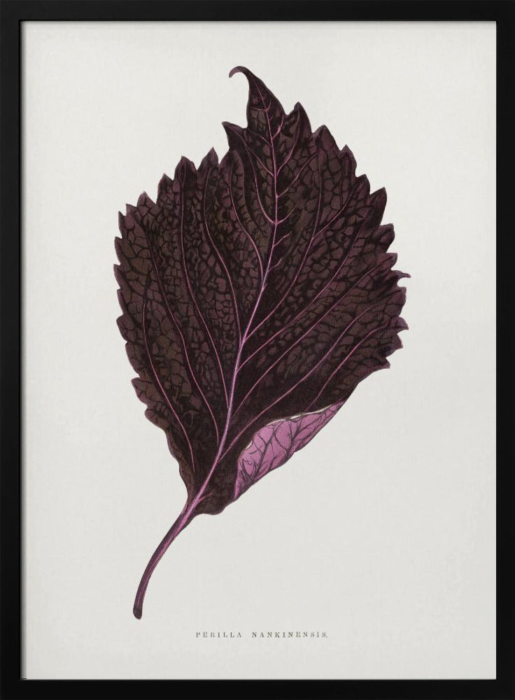 Pink Perilla Nankinensis Leaf Illustration | Poster