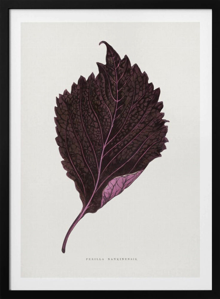 Pink Perilla Nankinensis Leaf Illustration | Poster