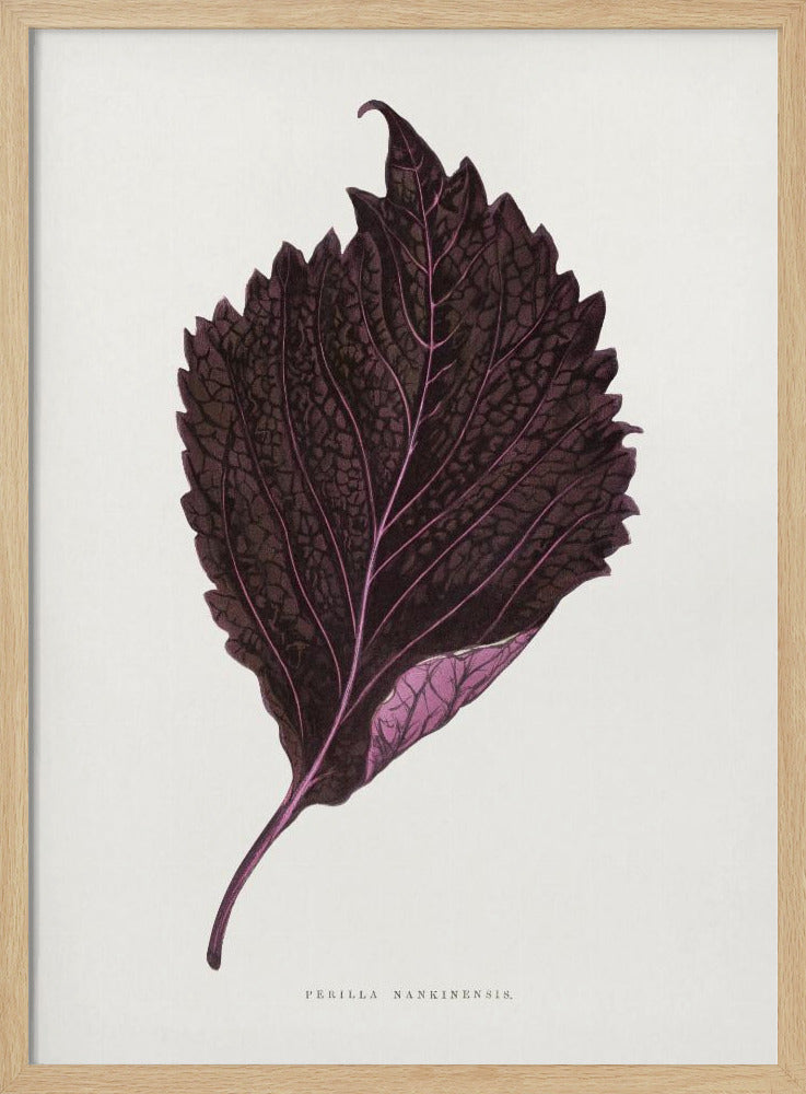 Pink Perilla Nankinensis Leaf Illustration | Poster