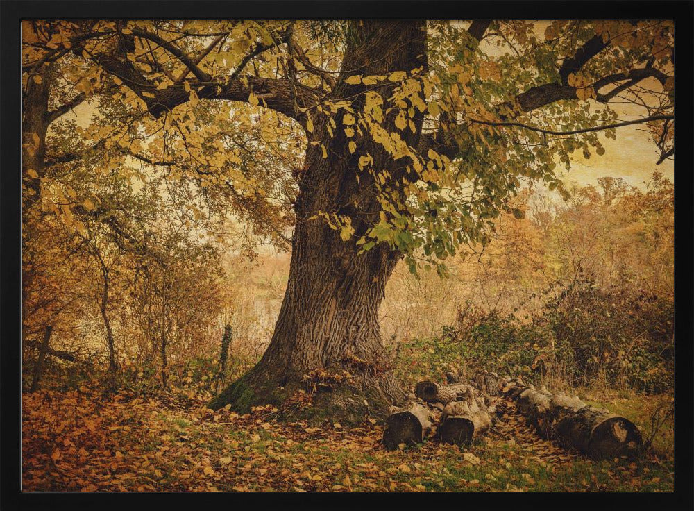 Oude boom | Poster