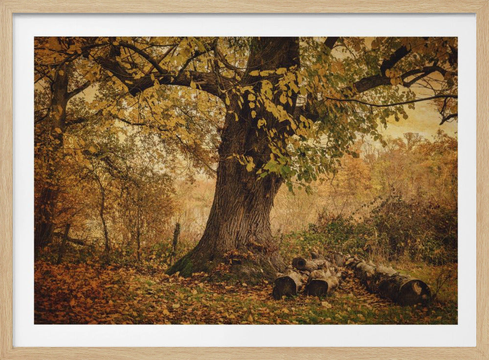 Oude boom | Poster