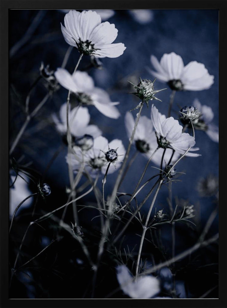 Wilde Bloemen 10 | Poster