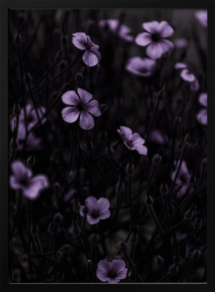 Donkere Bloemen 10 | Poster