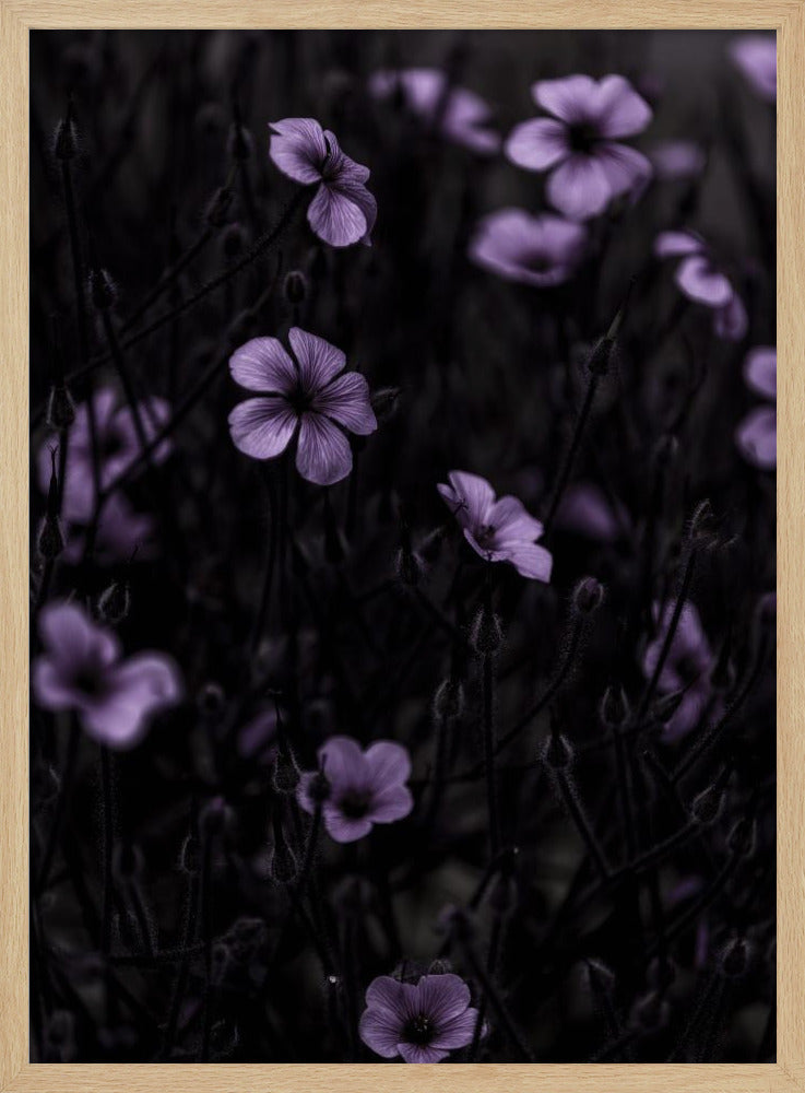 Donkere Bloemen 10 | Poster