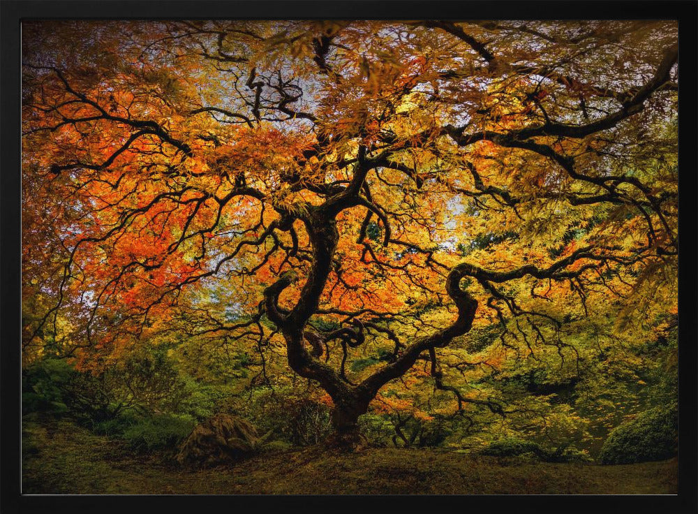 De esdoorn | Poster
