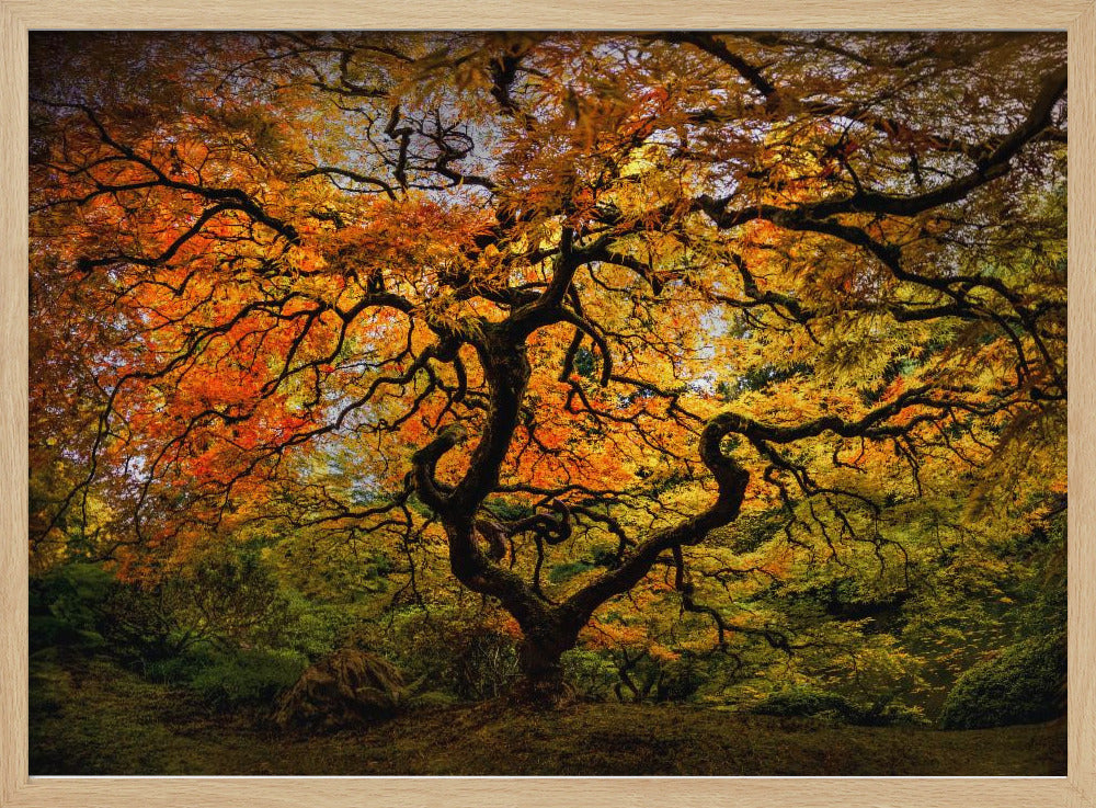 De esdoorn | Poster