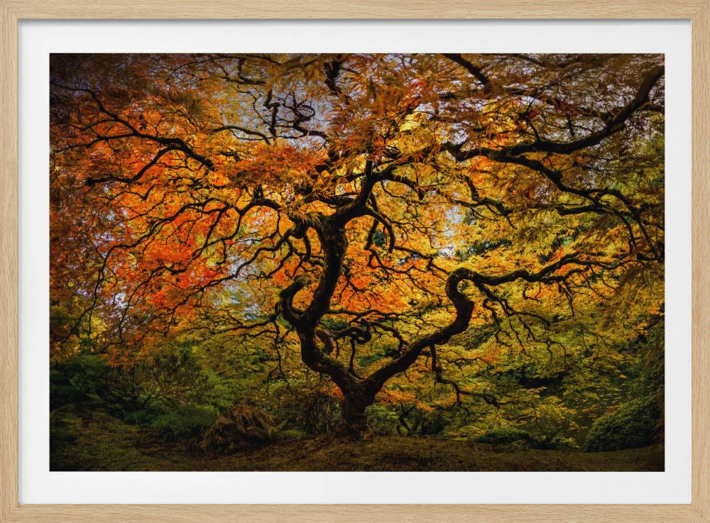 De esdoorn | Poster