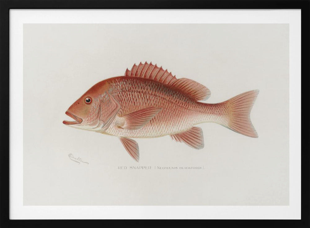 Rode Snapper | Poster