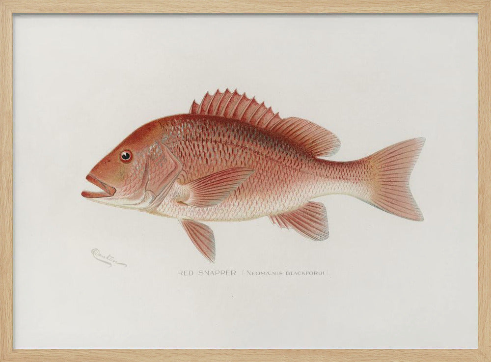 Rode Snapper | Poster
