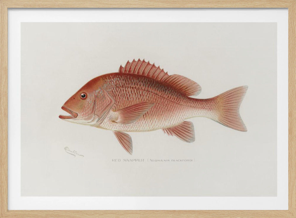 Rode Snapper | Poster