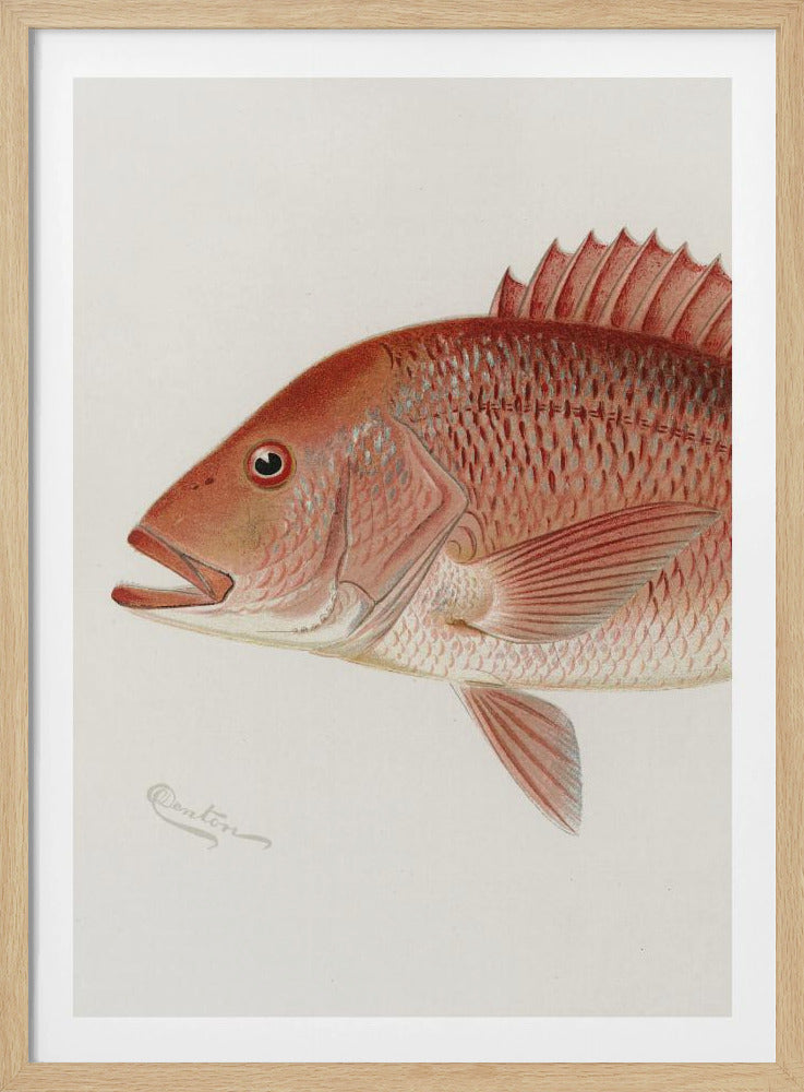 Red Snapper | Poster