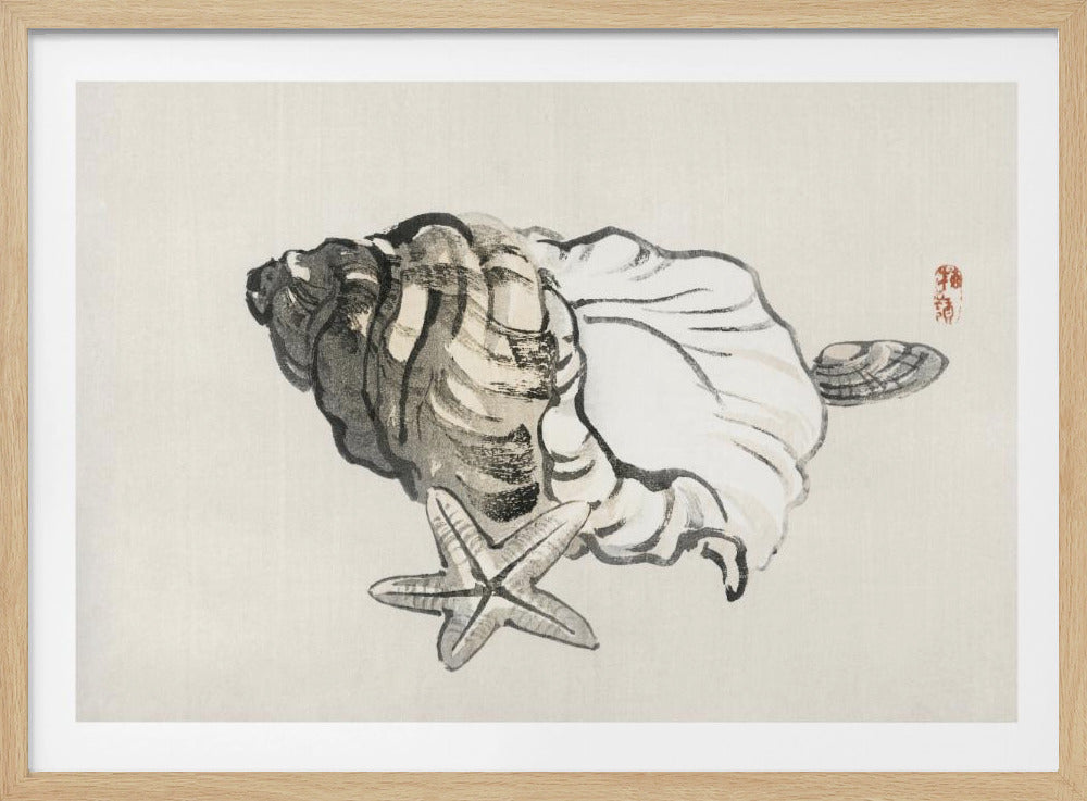 Zeester en schelp | Poster