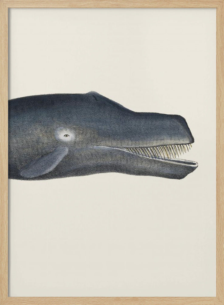 Walvis I Dichte Bijsnijding Handgekleurde Zeeleven Lithografie 1824 | Poster