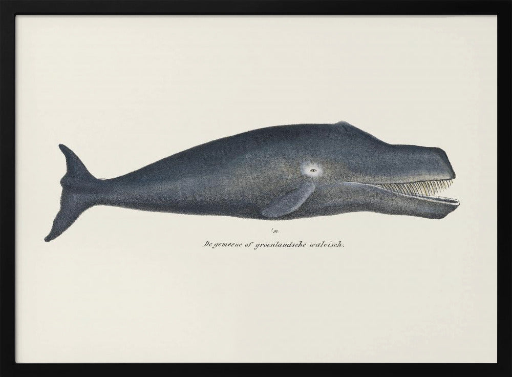 Walvis I Antieke handgekleurde zeelevenlithografie 1824 | Poster