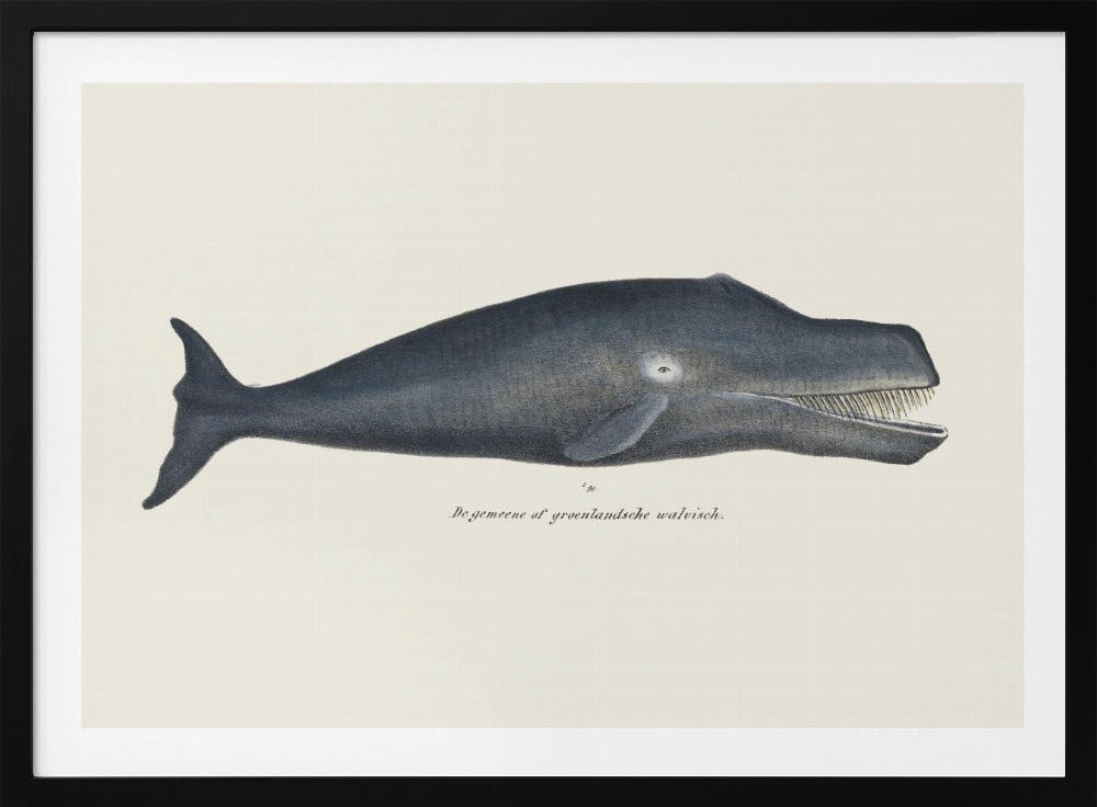 Walvis I Antieke handgekleurde zeelevenlithografie 1824 | Poster