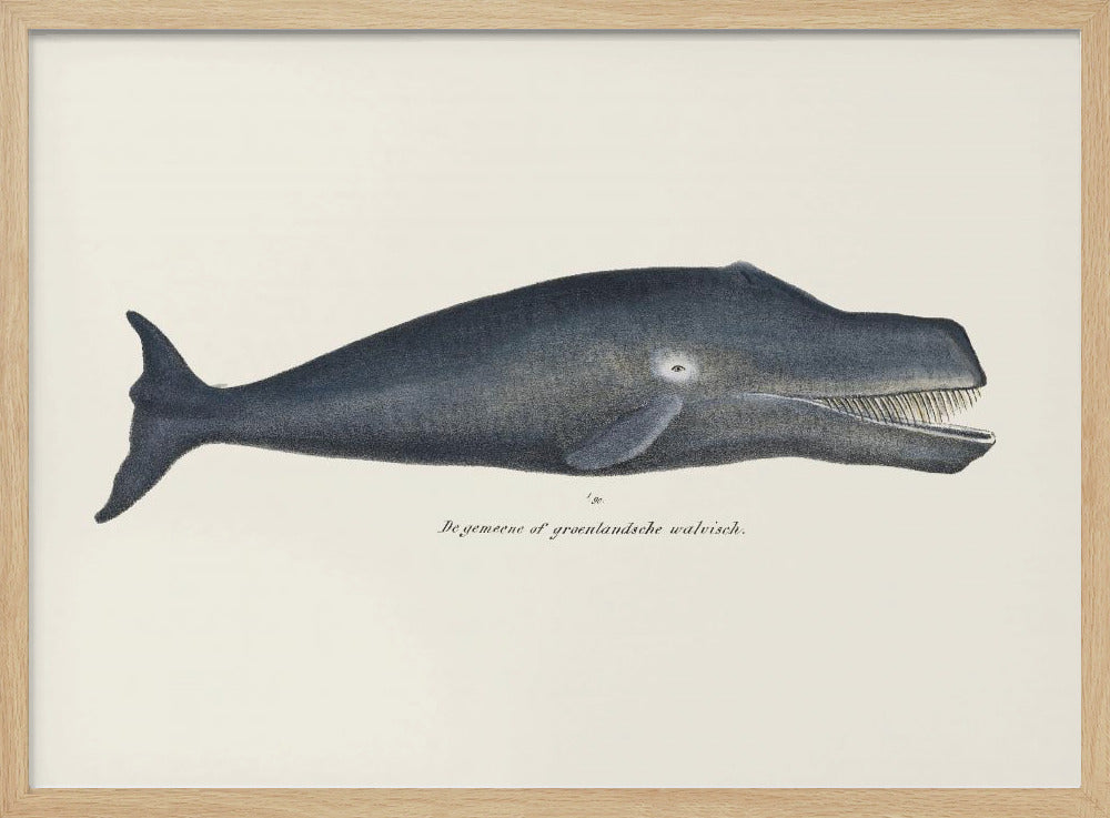 Walvis I Antieke handgekleurde zeelevenlithografie 1824 | Poster