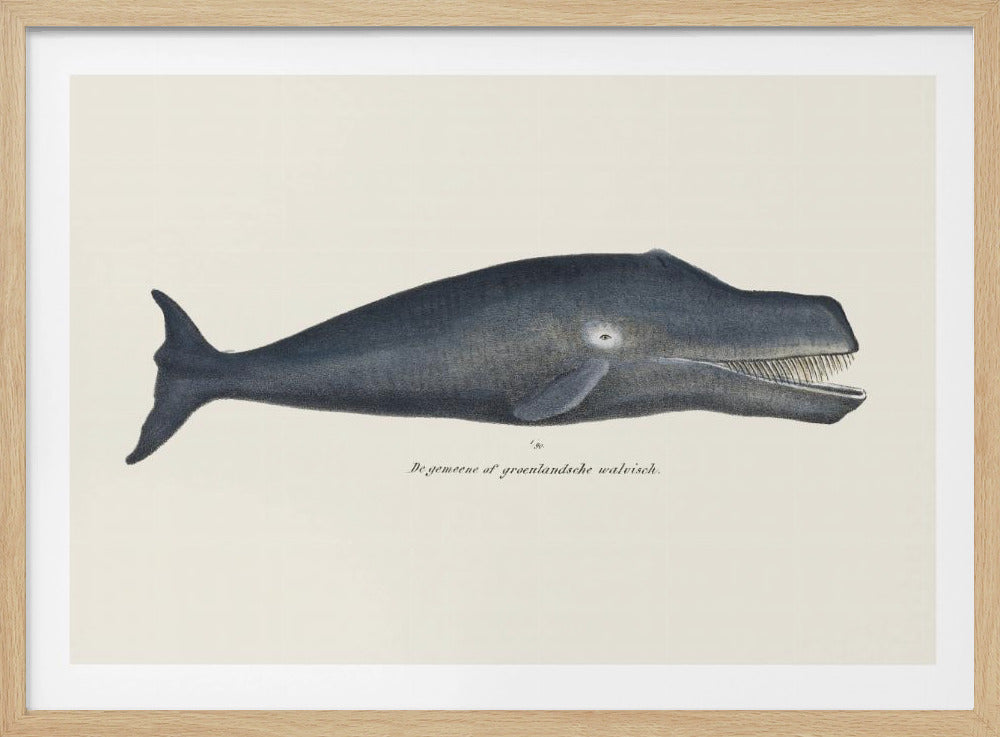 Walvis I Antieke handgekleurde zeelevenlithografie 1824 | Poster
