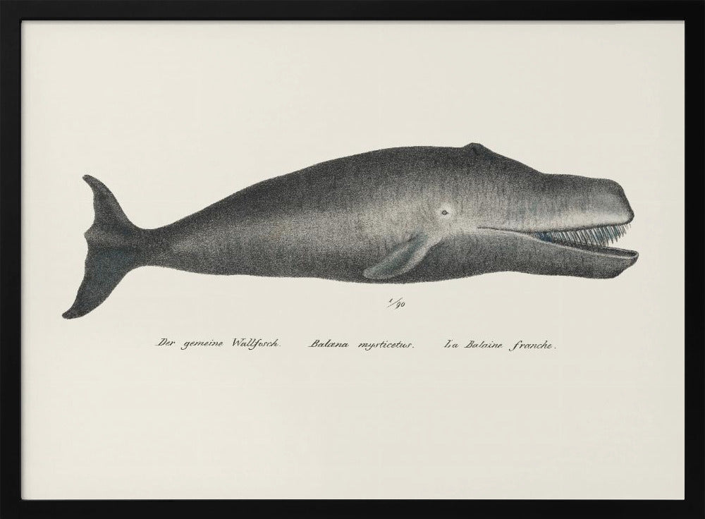 Walvis II antieke handgekleurde zeedierenlitho 1824 | Poster