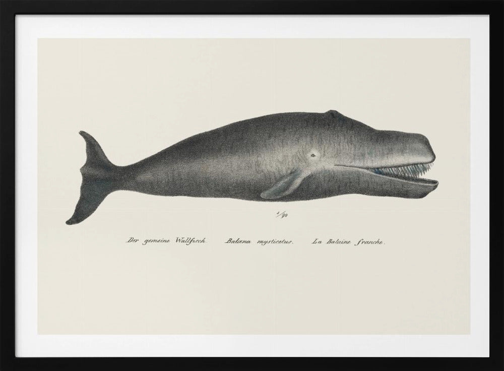 Walvis II antieke handgekleurde zeedierenlitho 1824 | Poster