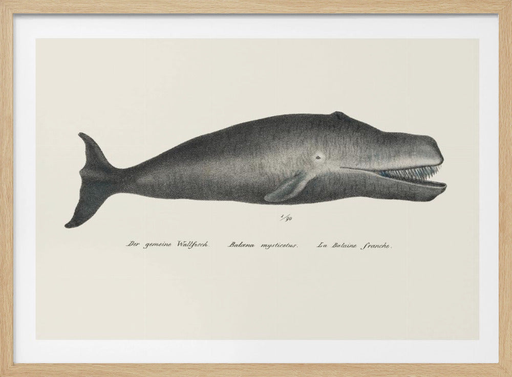 Walvis II antieke handgekleurde zeedierenlitho 1824 | Poster