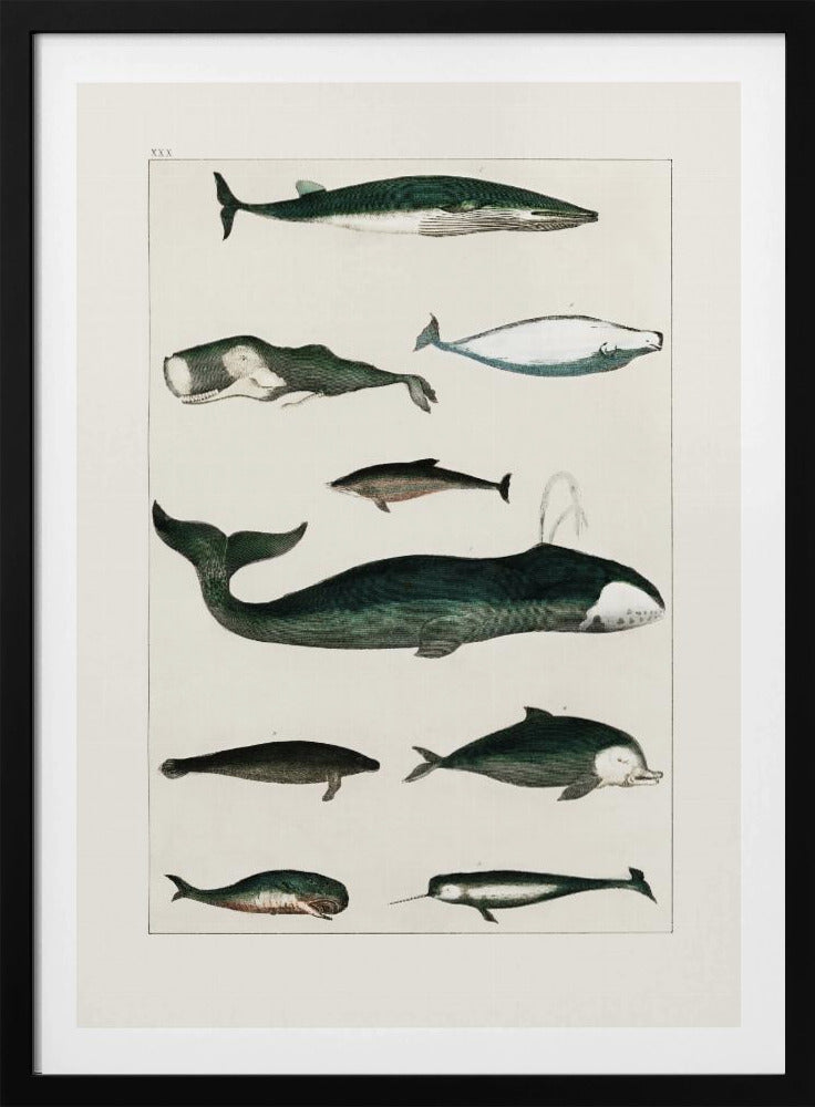 Vintage Walvisposter | Poster