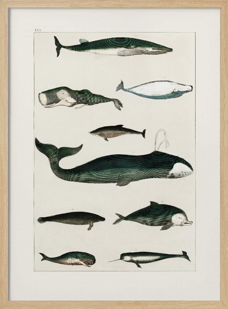 Vintage Walvisposter | Poster