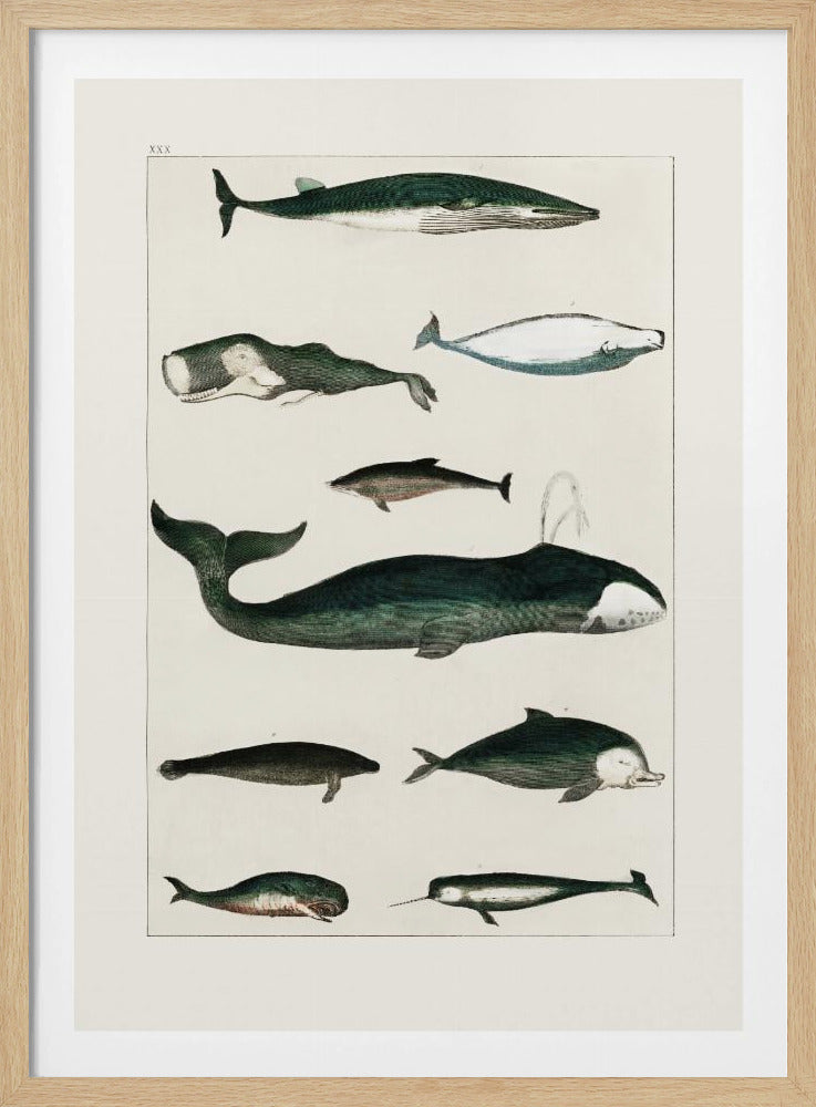 Vintage Walvisposter | Poster