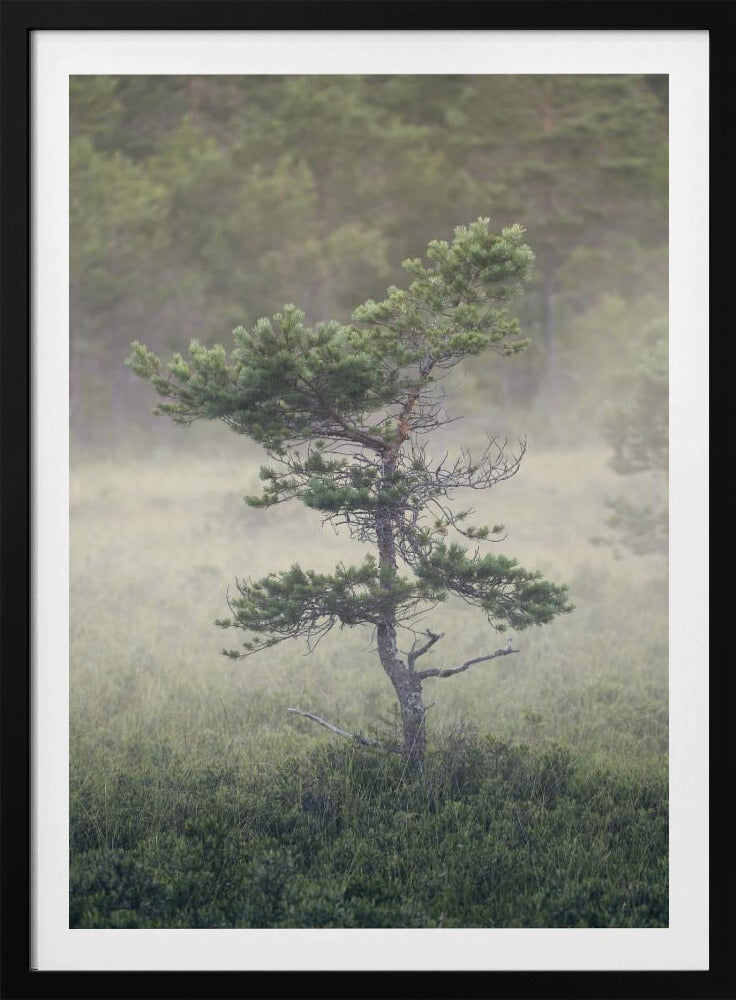 Dsf1453 | Poster