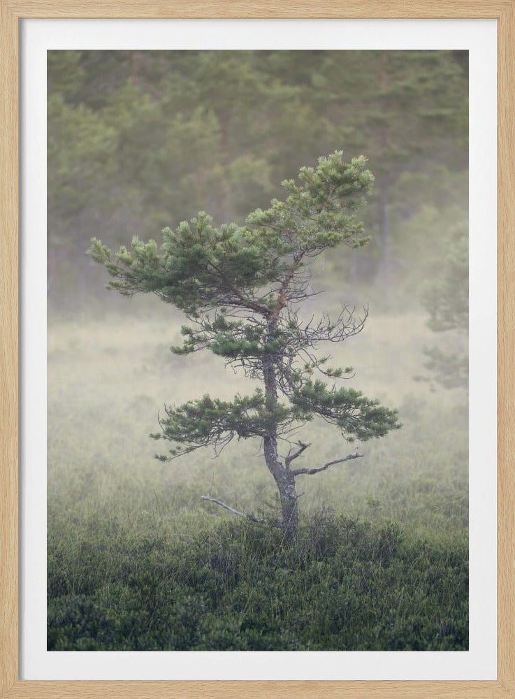 Dsf1453 | Poster