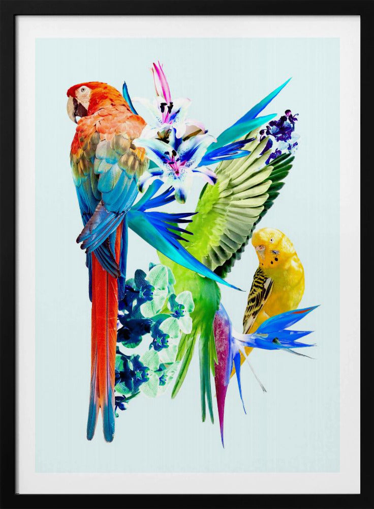 Paradijsvogels I | Poster