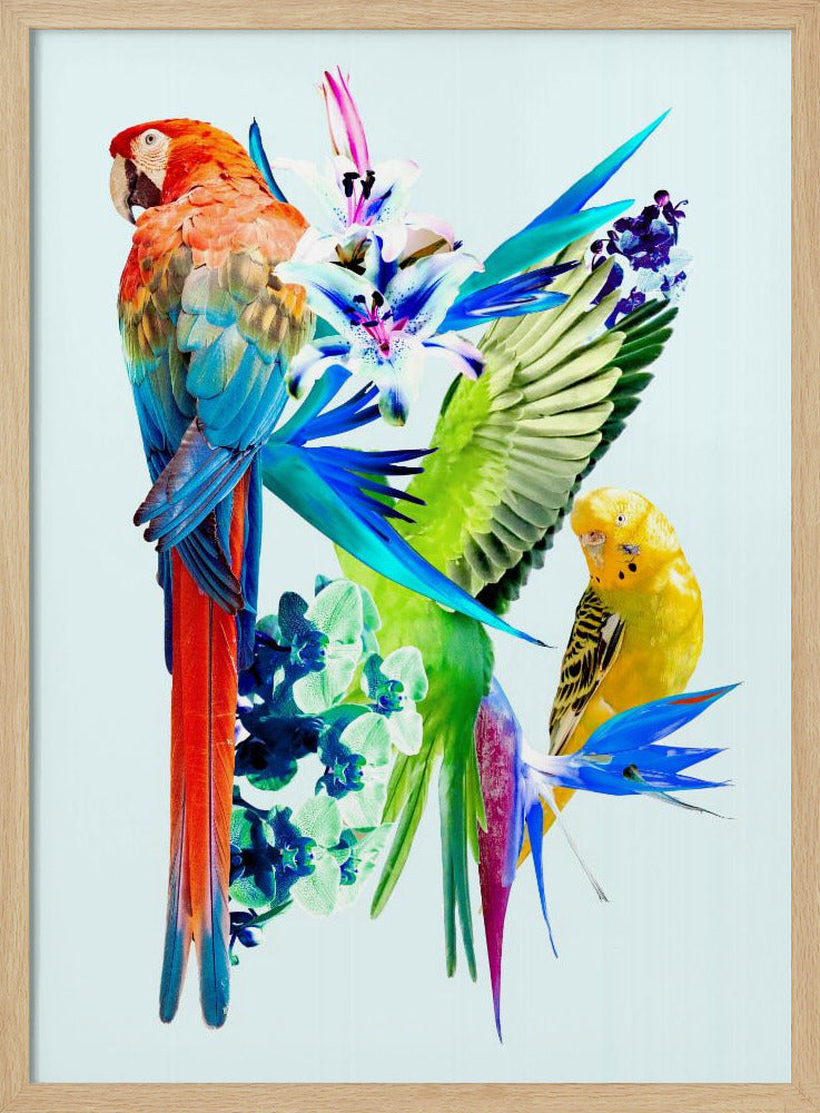 Paradijsvogels I | Poster