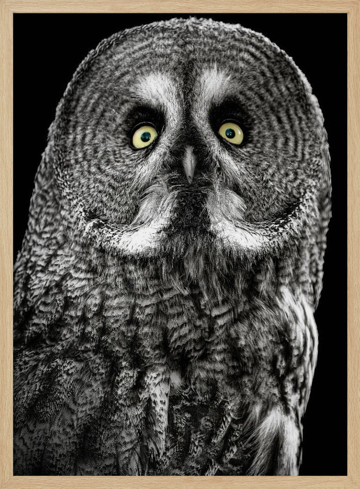 Uil | Poster