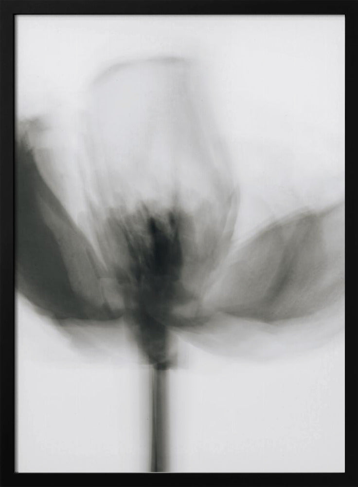 Mono Tulip | Poster