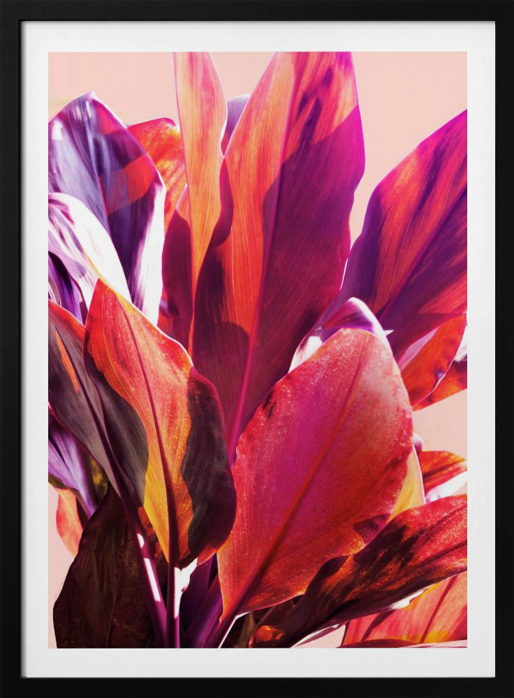Fuchsia Bladeren I | Poster