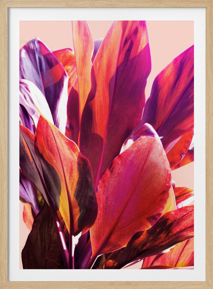 Fuchsia Bladeren I | Poster
