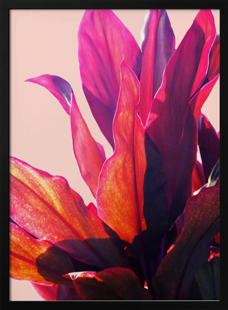 Fuchsia Bladeren II | Poster