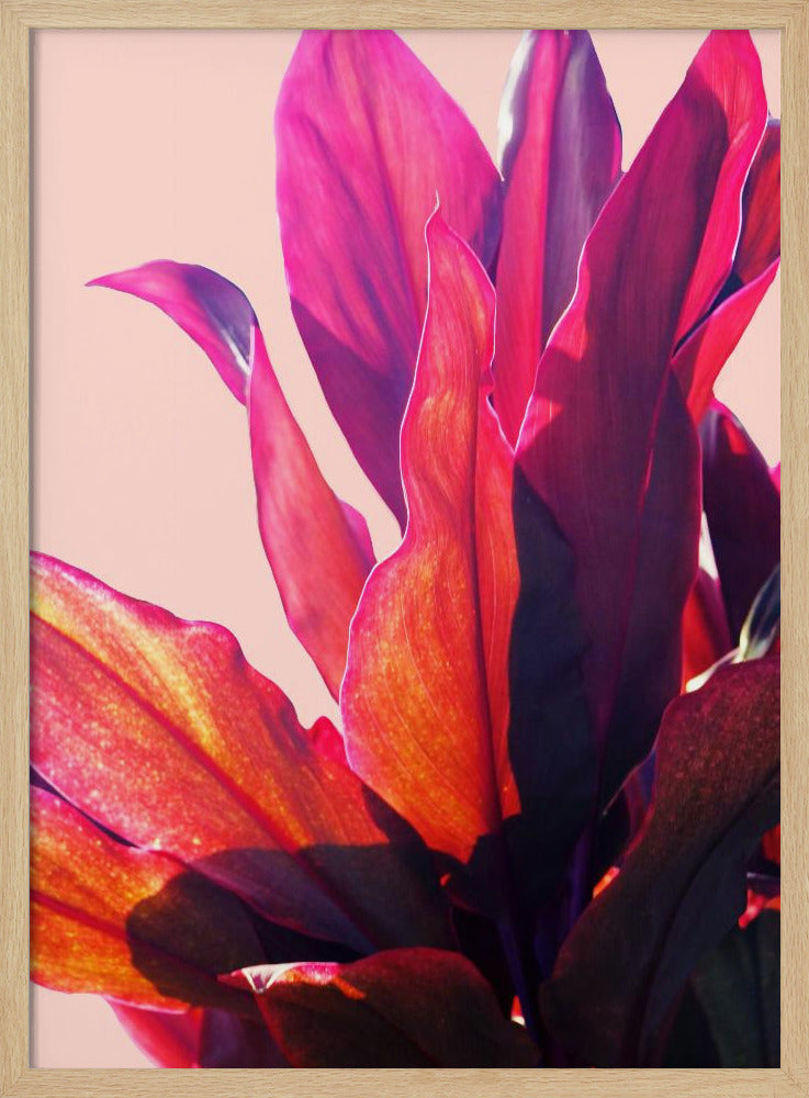 Fuchsia Bladeren II | Poster