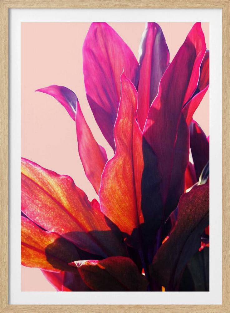 Fuchsia Bladeren II | Poster