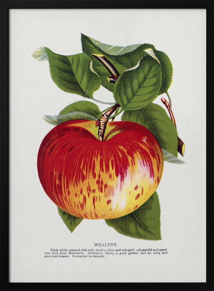 Rijke appellithografie | Poster
