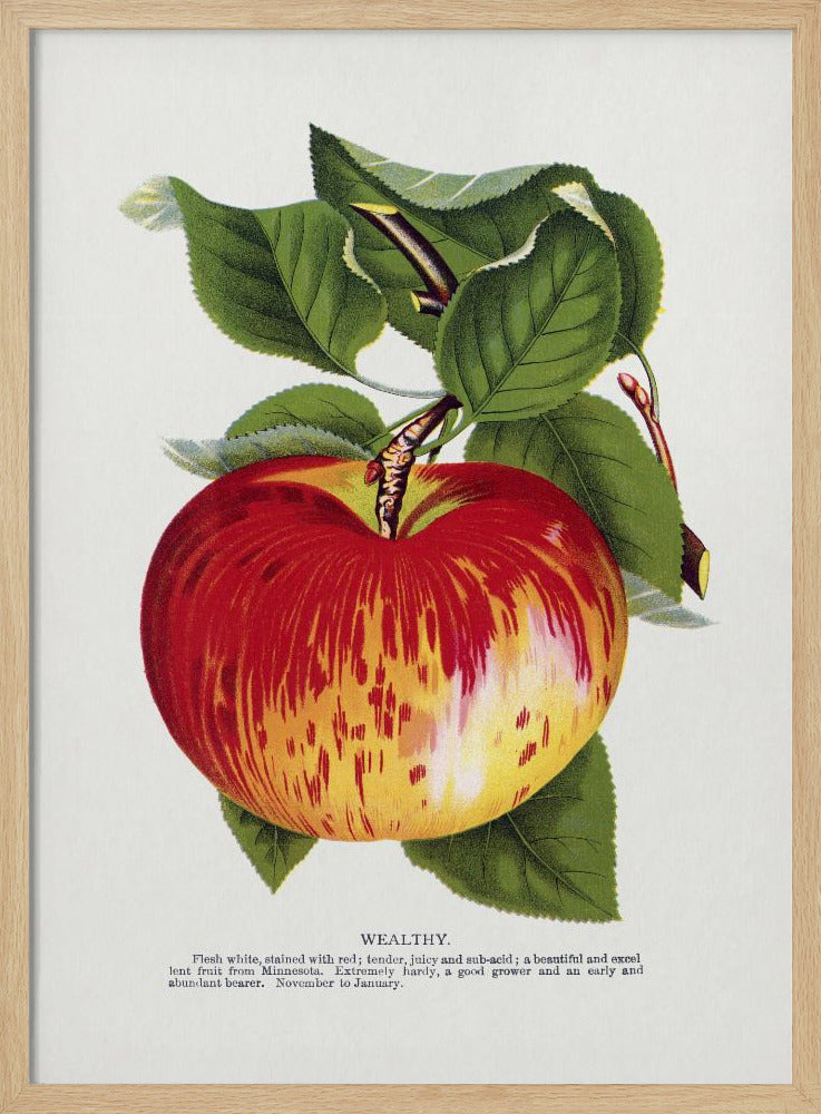 Rijke appellithografie | Poster