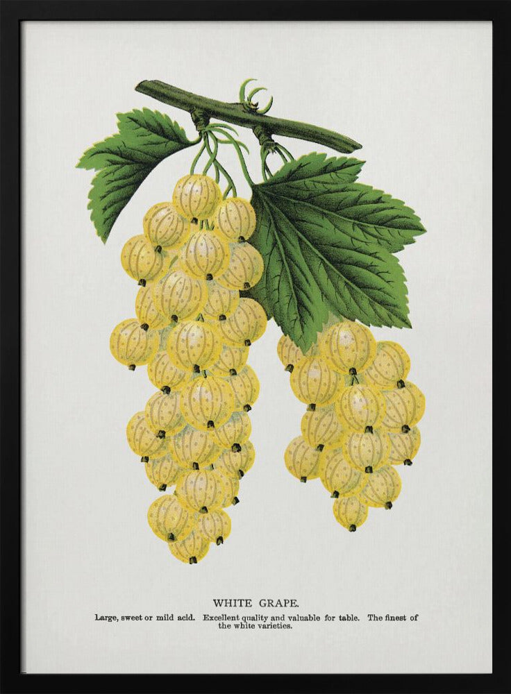 Witte druivenlithografie | Poster