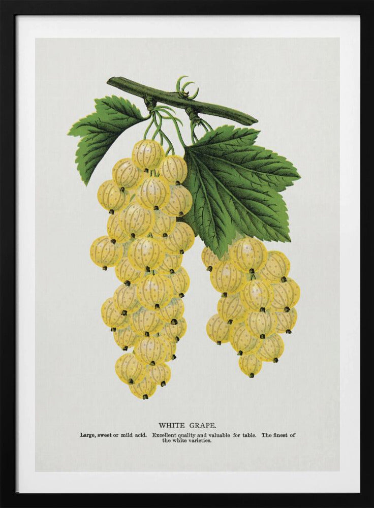 Witte druivenlithografie | Poster
